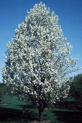 Pyrus calleryana Chanticleer — photo 3