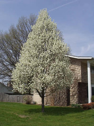 Pyrus calleryana Chanticleer — photo 4
