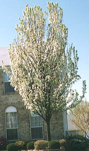 Pyrus calleryana Capital — photo 1