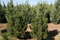 Pinus mugo 'Columnaris' — photo 2