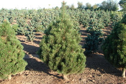 Pinus mugo 'Columnaris' — photo 3