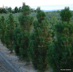 Pinus nigra Arnold Sentinel — photo 1