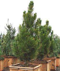 Pinus nigra Arnold Sentinel — photo 2