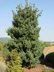 Pinus parviflora 'Glauca' — photo 2