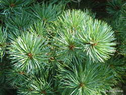 Pinus parviflora 'Glauca' — photo 3