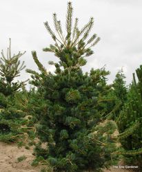 Pinus parviflora 'Glauca' — photo 4