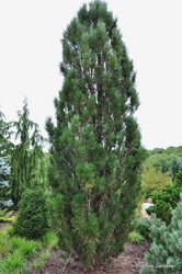 Pinus parviflora Arnold Arboretum Dwarf — photo 2