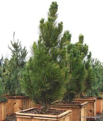 Pinus parviflora Arnold Arboretum Dwarf — photo 3