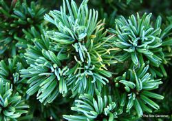 Pinus parviflora Arnold Arboretum Dwarf — photo 4