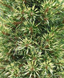 Pinus parviflora Ogon janome — photo 2