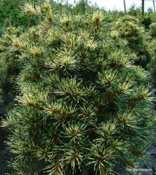 Pinus parviflora Ogon janome — photo 3