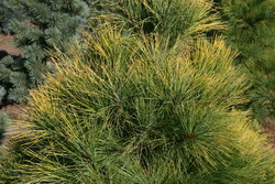 Pinus strobus Louie — photo 2
