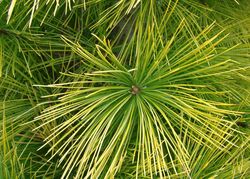 Pinus strobus Louie — photo 3
