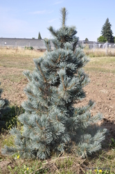 Pinus flexilis 'Cesarini Blue' — photo 2