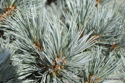 Pinus flexilis 'Cesarini Blue' — photo 3