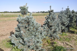 Pinus flexilis 'Cesarini Blue' — photo 4