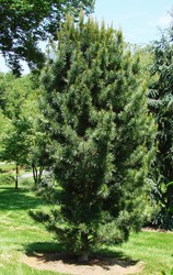 Pinus koraiensis Morris Blue — photo 2