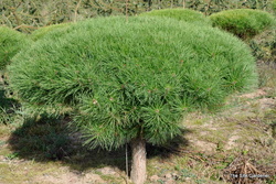 Pinus densiflora umb. 'Tanyosho Compacta — photo 2