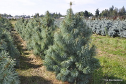 Pinus Koralensis Oculus Dragoni — photo 2