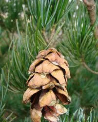 Pinus kwangtungensis — photo 2