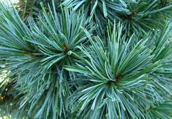 Pinus flexilis 'Cesarini Blue' — photo 5