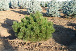 Pinus nigra Hornibrookiana — photo 2