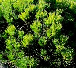 Pinus nigra Hornibrookiana — photo 3