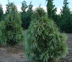 Pinus koraiensis Jack Korbit — photo 2