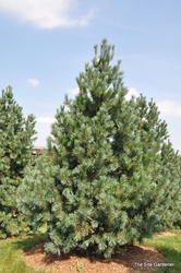 Pinus flexilis 'Vanderwolf's Pyramid' — photo 3