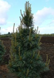 Pinus koraiensis Morris Blue — photo 3
