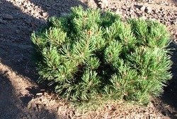Pinus mugo 'Gnom' — photo 3
