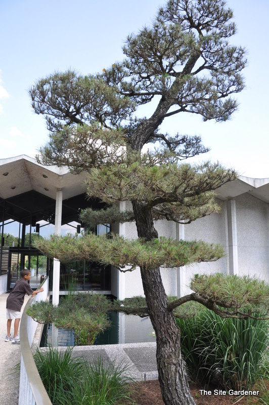 Pinus thunbergiana