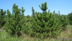 Pinus thunbergiana — photo 2