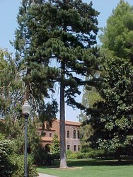 Pinus thunbergiana — photo 3