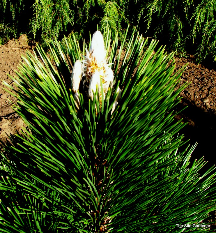 Pinus thunbergii 'Thunderhead'
