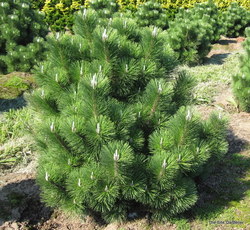 Pinus thunbergii 'Thunderhead' — photo 3