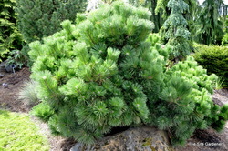Pinus thunbergii 'Thunderhead' — photo 4