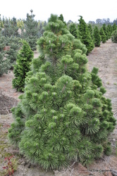 Pinus thunbergii 'Thunderhead' — photo 5
