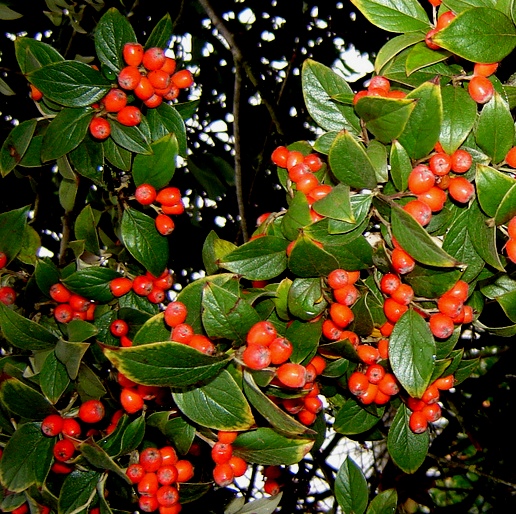 Pyracantha coccinea 'Kasan' — photo 1
