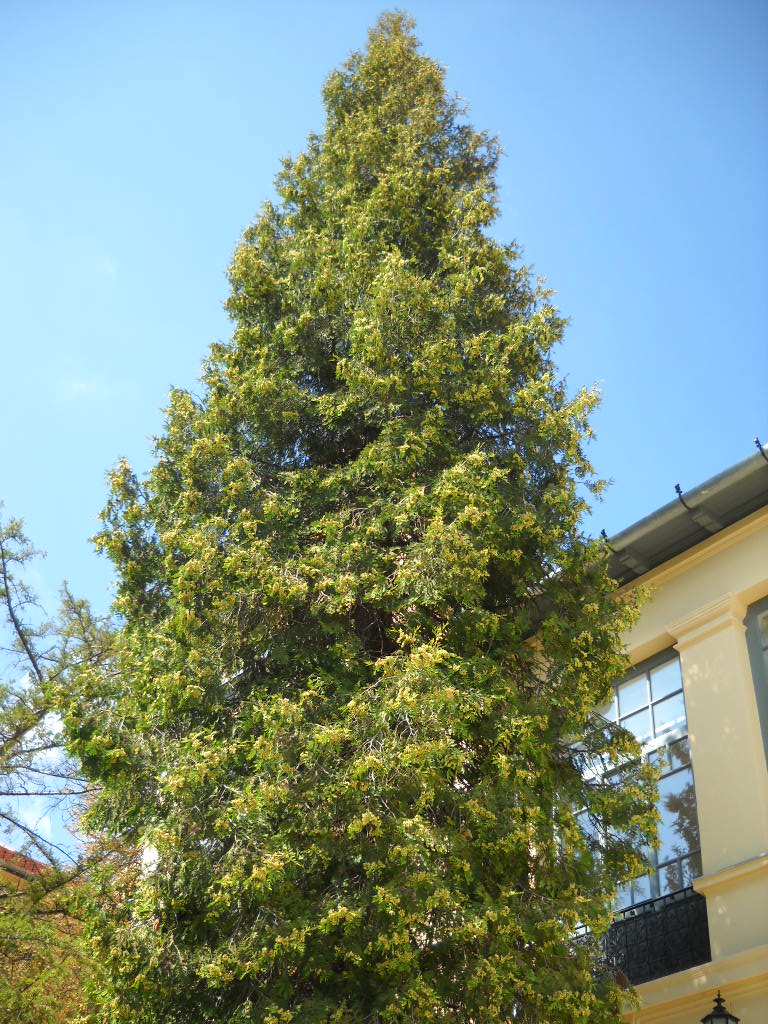 Thuja plicata