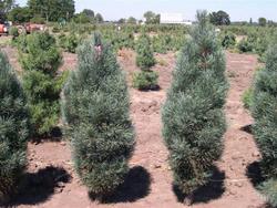 Pinus sylvestris 'Fastigiata' — photo 2