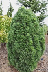 Pinus sylvestris Globosa Viridis — photo 2