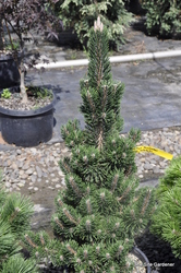 Pinus thunbergii Koto buki — photo 2