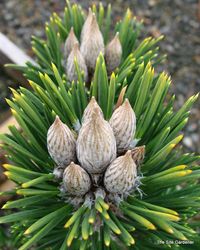 Pinus thunbergii Koto buki — photo 3