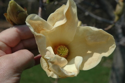 Magnolia 'Elizabeth' — photo 1