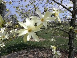 Magnolia acuminata 'Goldstar' — photo 2