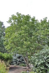 Magnolia 'Galaxy' — photo 4