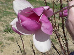 Magnolia 'Galaxy' — photo 5