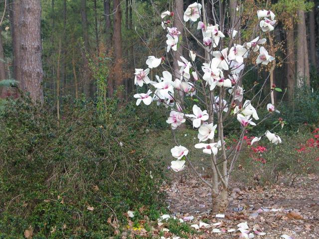 Magnolia 'Jon Jon'