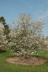 Magnolia x loebneri 'Merrill' — photo 2